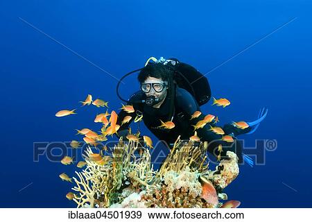 scuba diver swimming near coral reef and looks at a shoal of fish sea goldie (Pseudanthias squamipinnis), Red Sea, Egypt, Africa View Large Photo Image Stock Photo - scuba diver swimming near coral reef and looks at a shoal of fish sea goldie (Pseudanthias squamipinnis), Red Sea, Egypt, Africa. Fotosearch