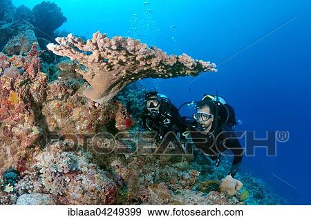 Scuba divers looking at the coral reef, Indian Ocean, Maldives, Asia View Large Photo Image Stock Photo - Scuba divers looking at the coral reef, Indian Ocean, Maldives, Asia. Fotosearch