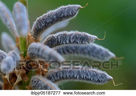 Seed stage of a lupin( Lupinus polyphyllus), variety Schlossfrau View Large Photo Image Stock Photo - Seed stage of a lupin( Lupinus polyphyllus), variety Schlossfrau. Fotosearch