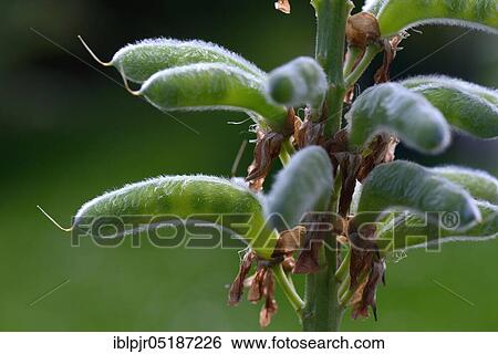 Stock Photograph - Seed stage of a lupin( Lupinus polyphyllus), variety Schlossfrau. Fotosearch