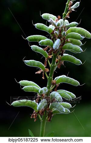 Stock Photography - Seed stage of a lupin( Lupinus polyphyllus), variety Schlossfrau. Fotosearch