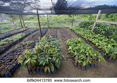 Stock Photography - Seedlings, greenhouse, Batata, Trairão District, Pará, Brazil, South America. Fotosearch