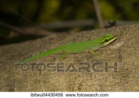 Seipp's day gecko (Phelsuma seippi), Nosy Komba, Northwest Coast, Madagascar, Africa View Large Photo Image Stock Photograph - Seipp's day gecko (Phelsuma seippi), Nosy Komba, Northwest Coast, Madagascar, Africa. Fotosearch