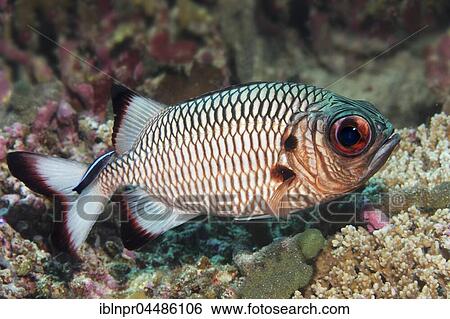 Shadowfin soldierfish (Myripristis adusta), Indian Ocean, Maldives, Asia View Large Photo Image Stock Photograph - Shadowfin soldierfish (Myripristis adusta), Indian Ocean, Maldives, Asia. Fotosearch