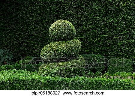 Stock Photo - Shaped boxwood in front of yew hedge, topiary, Buxus sempervirens. Fotosearch
