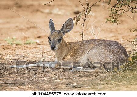 Stock Photography - Sharpe's grysbok (Raphicerus sharpei), Kruger National Park, Republic of South Africa. Fotosearch