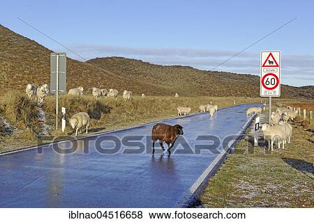 Sheep, herd on road, Ellenbogen, List, Sylt, North Frisia, Schleswig-Holstein, Germany, Europe View Large Photo Image Stock Photo - Sheep, herd on road, Ellenbogen, List, Sylt, North Frisia, Schleswig-Holstein, Germany, Europe. Fotosearch