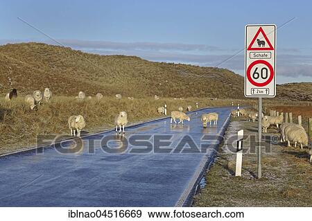 Sheep on the road, Ellenbogen, List, Sylt, North Frisia, Schleswig-Holstein, Germany, Europe View Large Photo Image Stock Photo - Sheep on the road, Ellenbogen, List, Sylt, North Frisia, Schleswig-Holstein, Germany, Europe. Fotosearch
