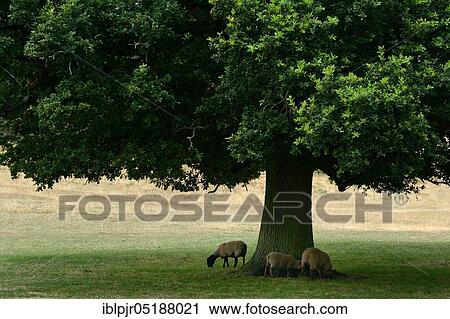 Sheep under oak, Great Britain, Cotswolds, England, Great Britain View Large Photo Image Stock Image - Sheep under oak, Great Britain, Cotswolds, England, Great Britain. Fotosearch