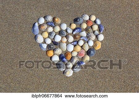Picture - Shells form heart shape, Scotland, UK. Fotosearch