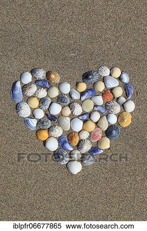 Shells form heart shape, Scotland, UK View Large Photo Image Stock Photography - Shells form heart shape, Scotland, UK. Fotosearch