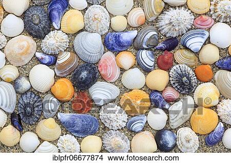 Picture - Shells in the sand, Scotland, UK, arranged. Fotosearch