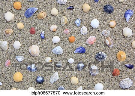 Stock Image - Shells in the sand, Scotland, UK, arranged. Fotosearch