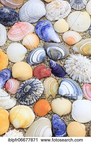 Shells in the sand, Scotland, UK, arranged View Large Photo Image Stock Image - Shells in the sand, Scotland, UK, arranged. Fotosearch