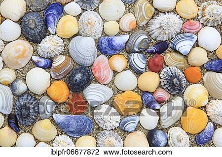 Shells in the sand, Scotland, UK, arranged View Large Photo Image Stock Image - Shells in the sand, Scotland, UK, arranged. Fotosearch