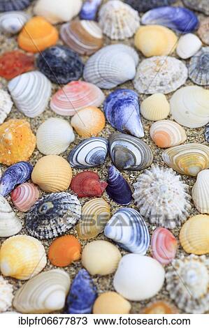 Shells in the sand, Scotland, UK, arranged View Large Photo Image Stock Image - Shells in the sand, Scotland, UK, arranged. Fotosearch