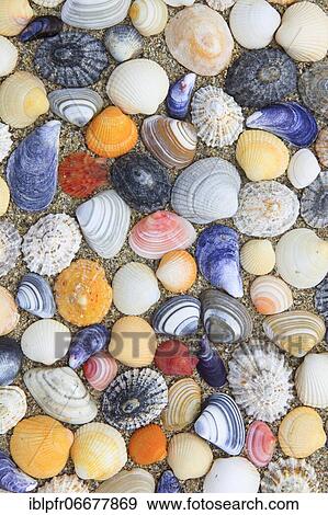 Stock Photo - Shells in the sand, Scotland, UK, arranged. Fotosearch