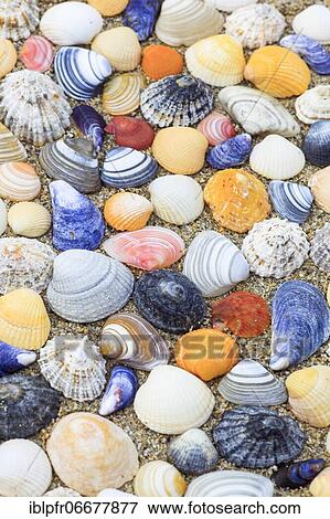 Stock Photo - Shells in the sand, Scotland, UK, arranged. Fotosearch