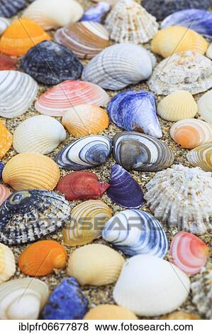 Stock Photo - Shells in the sand, Scotland, UK, arranged. Fotosearch