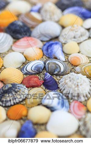 Shells in the sand, Scotland, UK, arranged View Large Photo Image Stock Photo - Shells in the sand, Scotland, UK, arranged. Fotosearch