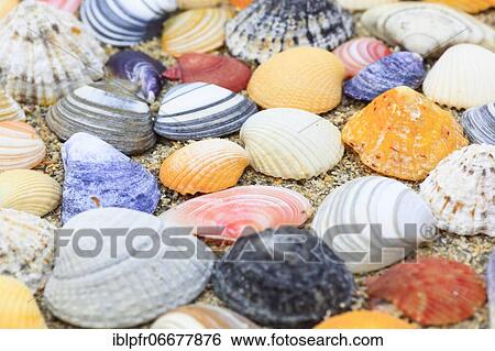 Stock Photograph - Shells in the sand, Scotland, UK, arranged. Fotosearch