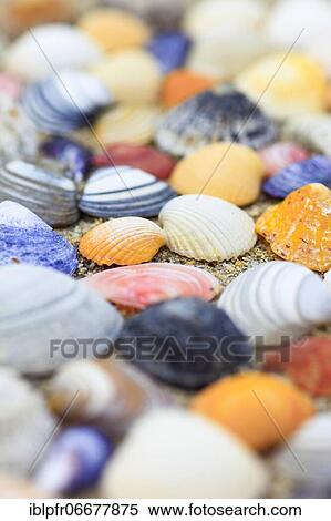 Shells in the sand, Scotland, UK, arranged View Large Photo Image Stock Photography - Shells in the sand, Scotland, UK, arranged. Fotosearch