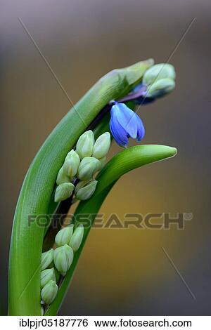 Stock Photograph - Siberian Blue Star, Scilla siberica. Fotosearch