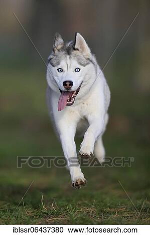 Siberian Husky bitch jumps over a meadow, Rhineland-Palatinate, Germany, Europe View Large Photo Image Stock Image - Siberian Husky bitch jumps over a meadow, Rhineland-Palatinate, Germany, Europe. Fotosearch