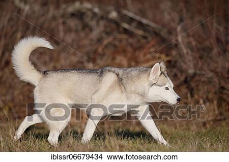 Siberian Husky running in Wiese, Rhineland-Palatinate, Germany, Europe View Large Photo Image Picture - Siberian Husky running in Wiese, Rhineland-Palatinate, Germany, Europe. Fotosearch