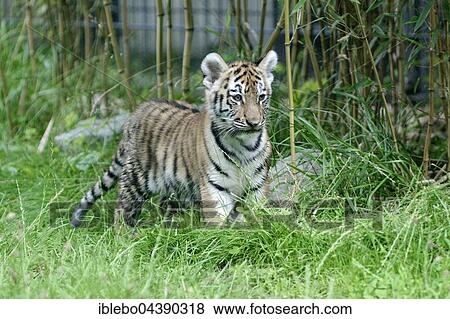 Stock Photo - Siberian tiger, Amur tiger (Panthera tigris altaica), juvenile, captive. Fotosearch