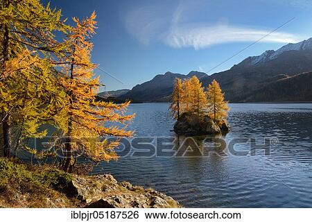 Silsersee with larches in autumn, Upper Engadine, Canton Graubünden, Switzerland, Europe View Large Photo Image Stock Photograph - Silsersee with larches in autumn, Upper Engadine, Canton Graubünden, Switzerland, Europe. Fotosearch