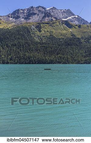 Silvaplana lake, Piz Corvatsch, 3, 451 meters, Circle Upper Engadine, Engadine, Maloja region, Canton of Grisons, Switzerland, Europe View Large Photo Image Stock Photo - Silvaplana lake, Piz Corvatsch, 3, 451 meters, Circle Upper Engadine, Engadine, Maloja region, Canton of Grisons, Switzerland, Europe. Fotosearch