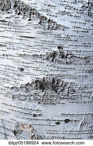 Picture - Silver birch ( Betula pendula), Bark. Fotosearch