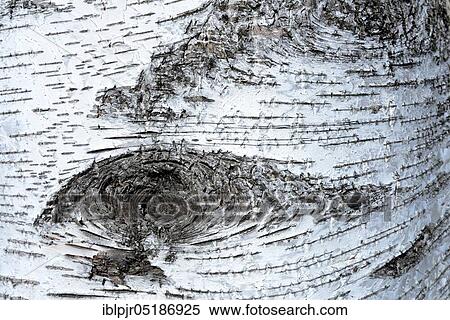 Stock Photography - Silver birch ( Betula pendula), Bark. Fotosearch
