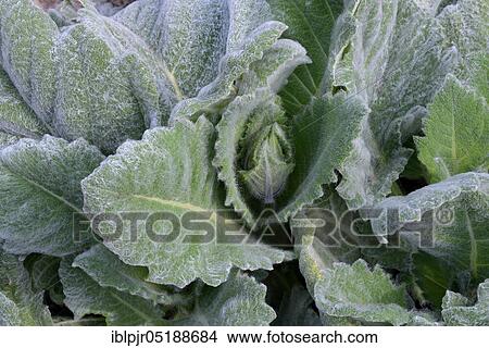 Silver-leaf sage, Salvia argentea, silver sage, leaf ornamental plant View Large Photo Image Picture - Silver-leaf sage, Salvia argentea, silver sage, leaf ornamental plant. Fotosearch