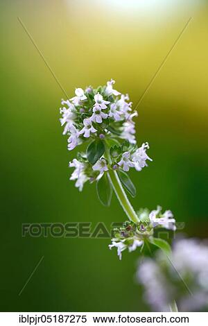 Silver thyme, variety Silver Queen ( Thymus citriodorus) View Large Photo Image Stock Photography - Silver thyme, variety Silver Queen ( Thymus citriodorus). Fotosearch
