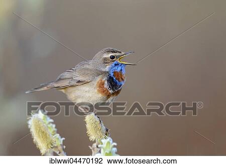 Stock Image - Singing red-spotted bluethroat (Luscinia svecica svecica), Varanger, Norway, Europe. Fotosearch