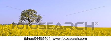 Single tree in blooming canola field, Schleswig-Holstein, Germany, Europe View Large Photo Image Picture - Single tree in blooming canola field, Schleswig-Holstein, Germany, Europe. Fotosearch