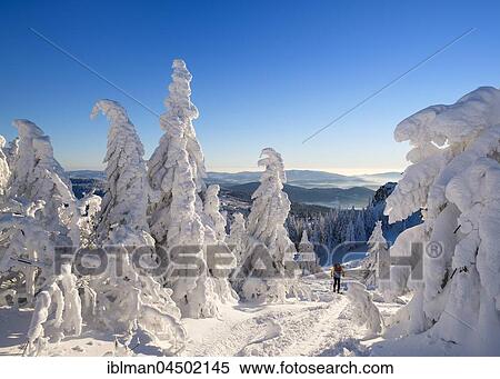 Ski tourers on Arbermandl, snowy spruces, Arber, Natural Preserve Bavarian Forest, Lower Bavaria, Bavaria, Germany, Europe View Large Photo Image Stock Photography - Ski tourers on Arbermandl, snowy spruces, Arber, Natural Preserve Bavarian Forest, Lower Bavaria, Bavaria, Germany, Europe. Fotosearch