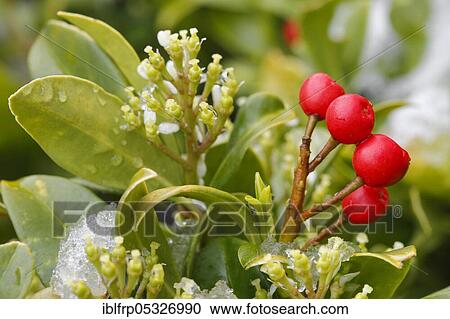 Skimmie, Skimmia japonica reevesiana, Switzerland, Europe View Large Photo Image Stock Image - Skimmie, Skimmia japonica reevesiana, Switzerland, Europe. Fotosearch