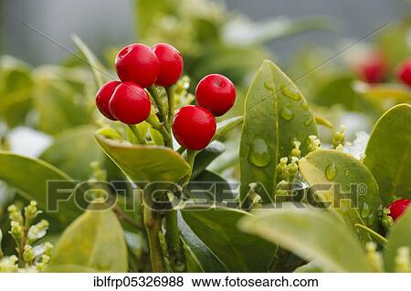 Skimmie, Skimmia japonica reevesiana, Switzerland, Europe View Large Photo Image Stock Photo - Skimmie, Skimmia japonica reevesiana, Switzerland, Europe. Fotosearch