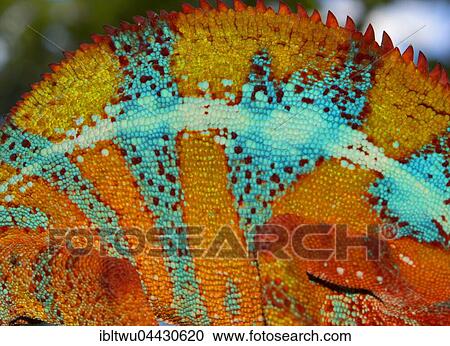 Skin of a panther chameleon (Furcifer Pardalis), male, between Ambilobe and Sirama, Northwestern Madagascar, Madagascar, Africa View Large Photo Image Stock Image - Skin of a panther chameleon (Furcifer Pardalis), male, between Ambilobe and Sirama, Northwestern Madagascar, Madagascar, Africa. Fotosearch