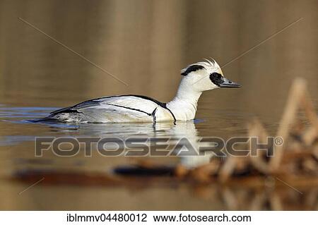 Smew (Mergellus albellus), male in lake, wintering, Middle Elbe Biosphere Reserve, Saxony-Anhalt, Germany, Europe View Large Photo Image Stock Image - Smew (Mergellus albellus), male in lake, wintering, Middle Elbe Biosphere Reserve, Saxony-Anhalt, Germany, Europe. Fotosearch