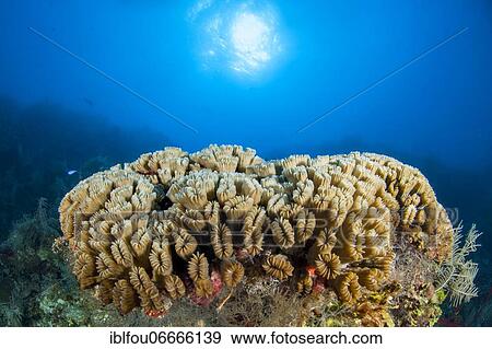 Stock Photo - Smooth flower coral (Eusmilia fastigiata), gardens of the queen national park, Cuba, Central America. Fotosearch