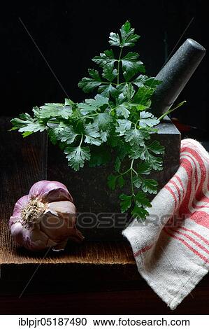 Smooth parsley in grated shell and garlic bulb, Petroselinum crispum, Allium sativum View Large Photo Image Stock Image - Smooth parsley in grated shell and garlic bulb, Petroselinum crispum, Allium sativum. Fotosearch