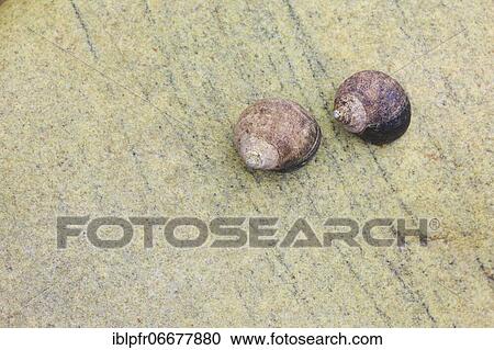 Snail shell on rocks, Scotland, Great Britain View Large Photo Image Stock Image - Snail shell on rocks, Scotland, Great Britain. Fotosearch