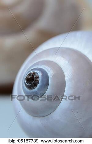 Snail shell View Large Photo Image Stock Photo - Snail shell. Fotosearch
