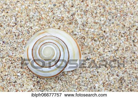 Stock Photo - Snail shells, Scotland, UK. Fotosearch