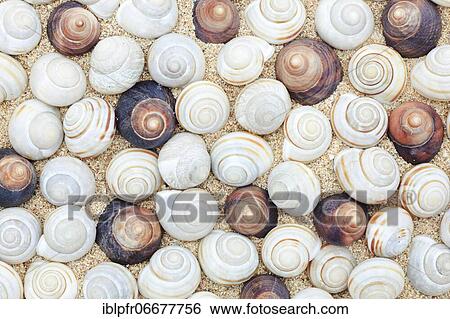 Stock Photograph - Snail shells, Scotland, UK. Fotosearch
