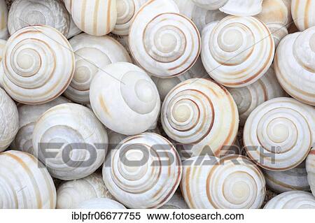 Snail shells, Scotland, UK View Large Photo Image Stock Photography - Snail shells, Scotland, UK. Fotosearch